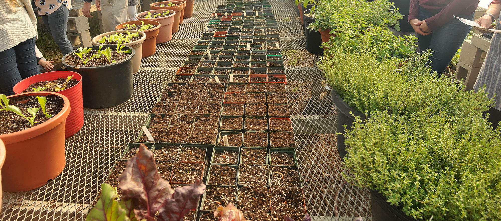 AHS Farm to Table